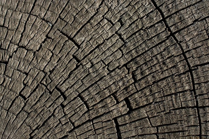 Wood texture with natural patterns as a background