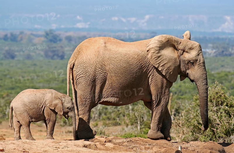 Elephantenmutter mit Jungtier, S