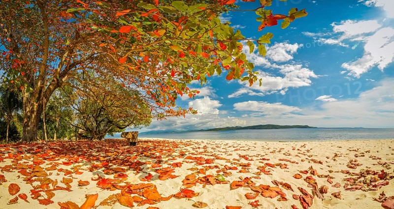 Photo of tree with colourful leaves which lie on sand beach in sunny weather in Pulau Lihaga in North Sulawesi, Indonesia