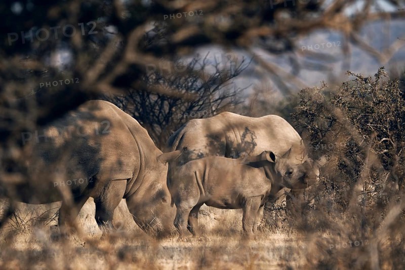 White rhinoceros family with young animal, Limpopo, South Africa