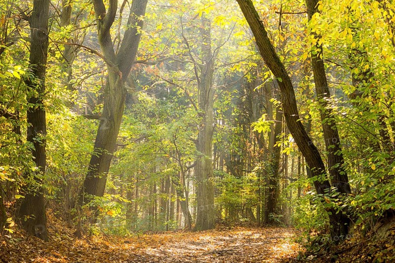 Pathway in the autumn forest