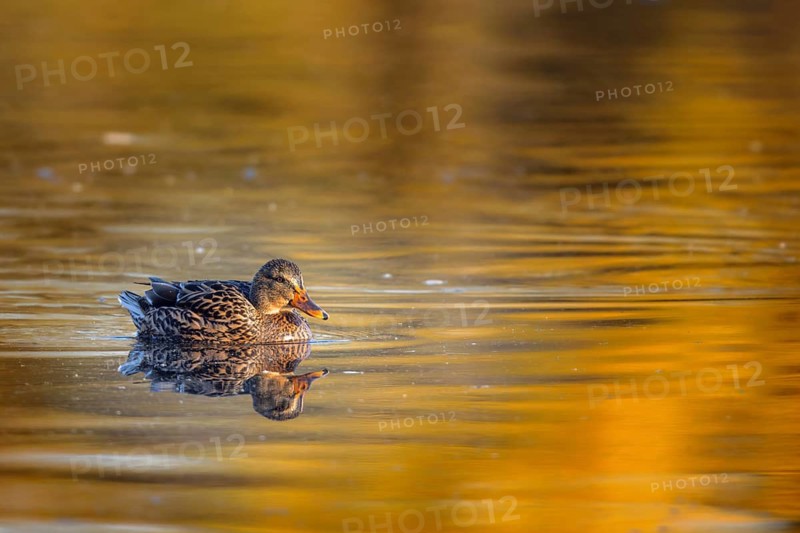 Mallard (Anas platyrhynchos) swimming on a lake in the Mönchbruch nature reserve near Frankfurt, Germany