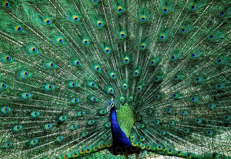 Dancing Indian Peafowl (Pavo cristatus) Peacock in Mudumalai National Park, Nilgiris, Tamil Nadu, South India, India, India, Asia