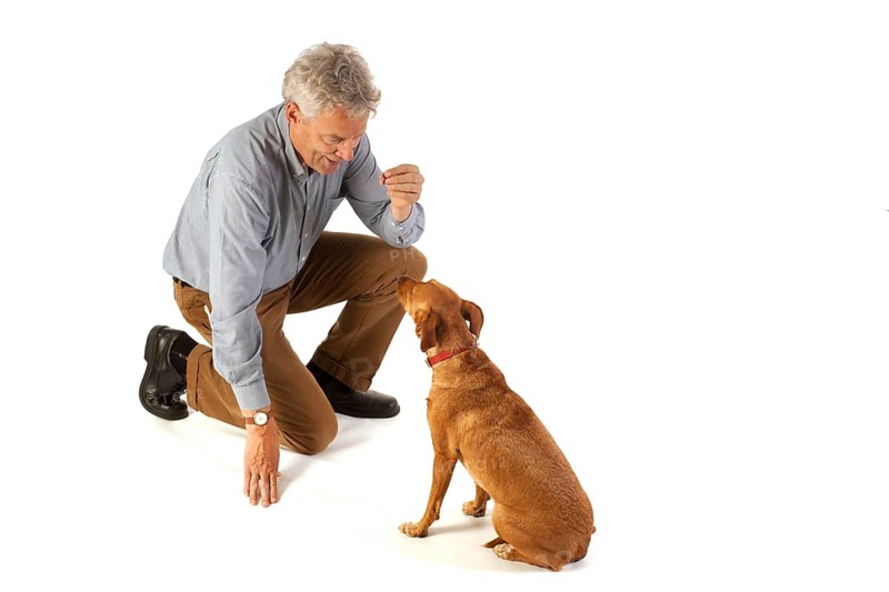 Man is dog training obedience