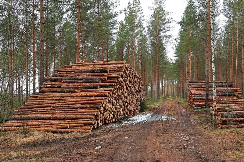 Log piles by logging road in pine forest in early spring. South of Finland. March 2020