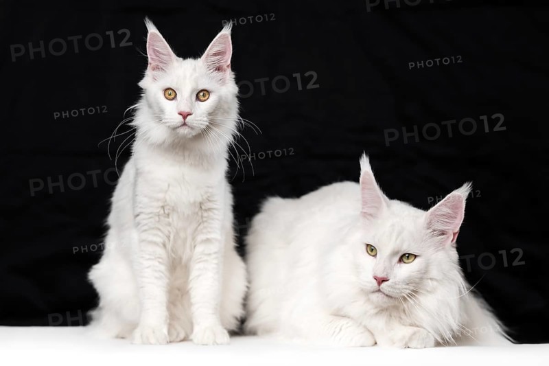 Two Maine Coon Cats on black and white background. Domestic female cat is sitting and looking at camera, male cat, lying, looks to side