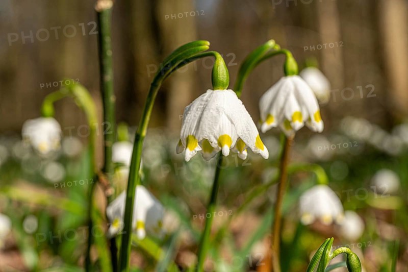 Spring snowflake (Leucojum vernum), spring knot flower, Amaryllis family (Amaryllidaceae), blooming in Oderwald, Heiningen, Lower Saxony, Germany