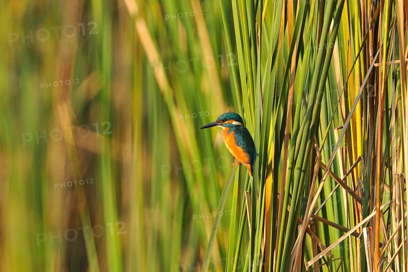 Kingfisher (Alcedo atthis)