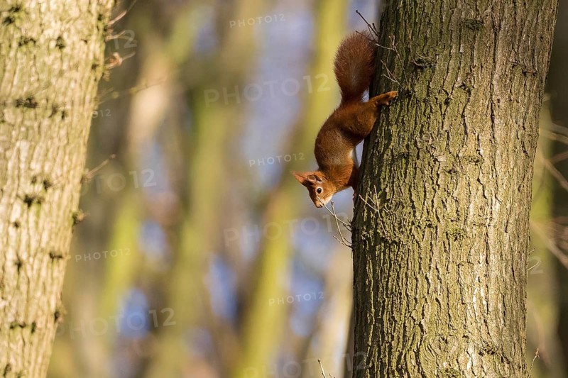 Squirrel (Sciurus vulgaris)