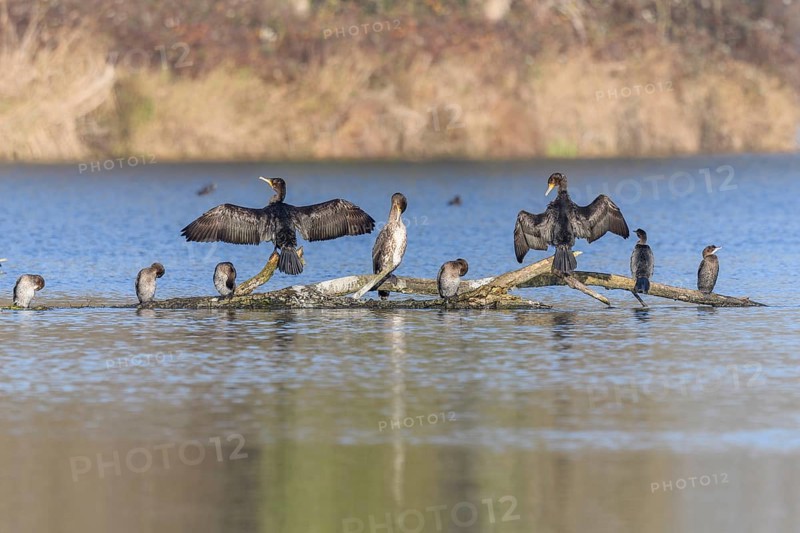 Great cormorant (Phalacrocorax carbo) and Pygmy cormorant (Microcarbo pygmaeus) perched on a branch. Bas-Rhin, Alsace, Grand Est, France