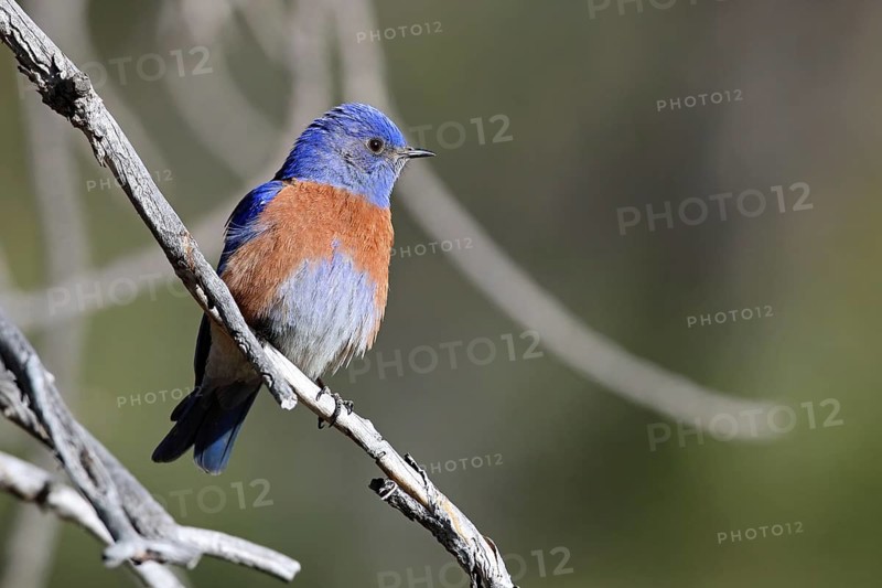 Blue-throated Bluebird, Sialia mexicana, Utah, USA