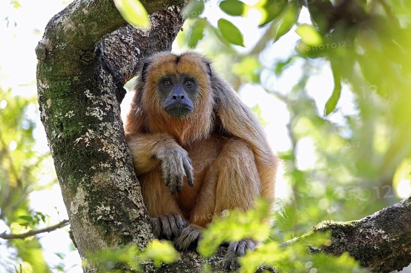 Howler monkeys, Alouatta, Argentina