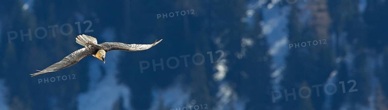 Bearded vulture, lammergeier, (Gypaetus barbatus), (Gypaetus barbatus meridionalis), flight photo, animals, birds, vulture, bird of prey, hawk-like family, mountain scenery, blue sky, free-view, Gemmi Pass, Valais, Switzerland