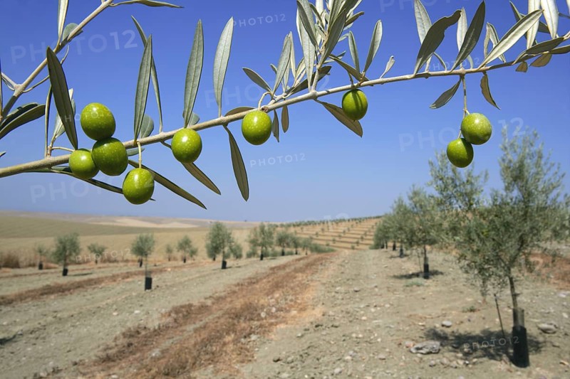 Beautiful green olive field macro detail over blue sky