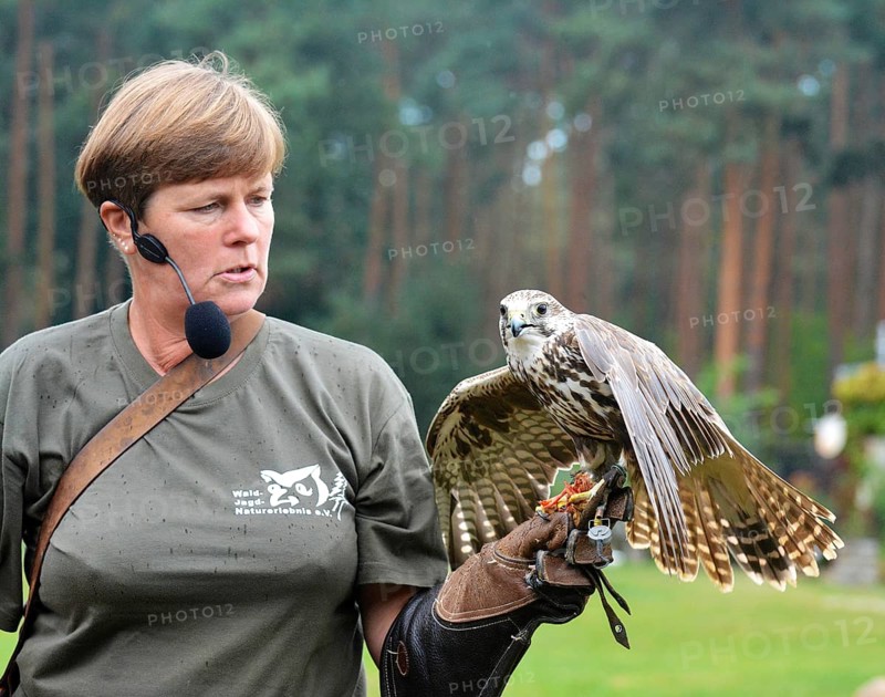 Falconer Ilka Simm-Schönholz with buzzard at the falconry centre in Potsdam