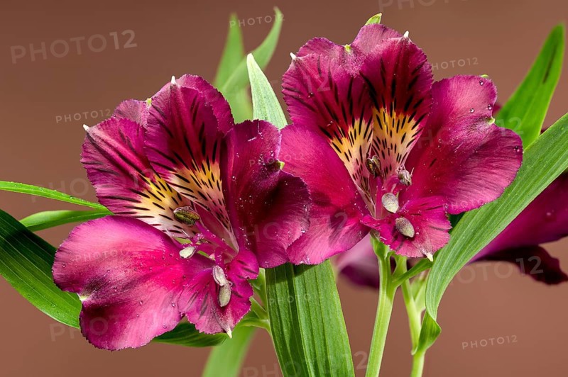 Close-up of dark burgundy alstroemeria flowers with green leaves, isolated against a rich brown background, showcasing their delicate petals and intricate details, Odessa, Ukraine