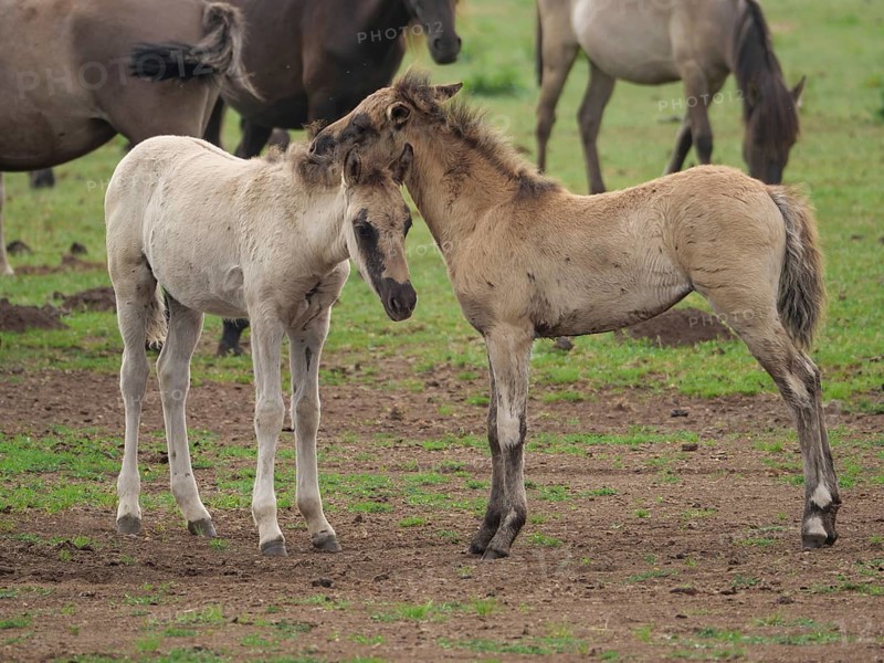 Two foals gently touching their heads in a meadow, merfeld, North Rhine-Westphalia, Germany
