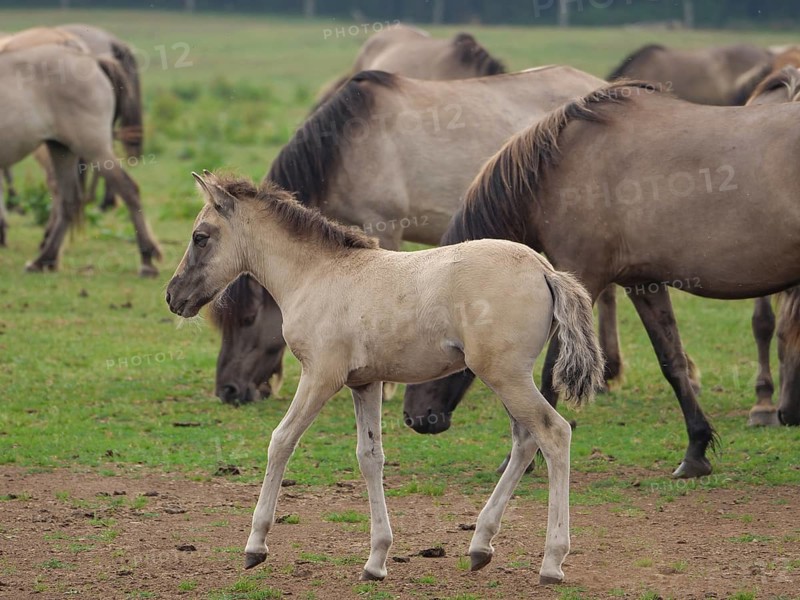 A young foal walks on a green pasture, surrounded by other horses of the herd, merfeld, North Rhine-Westphalia, Germany