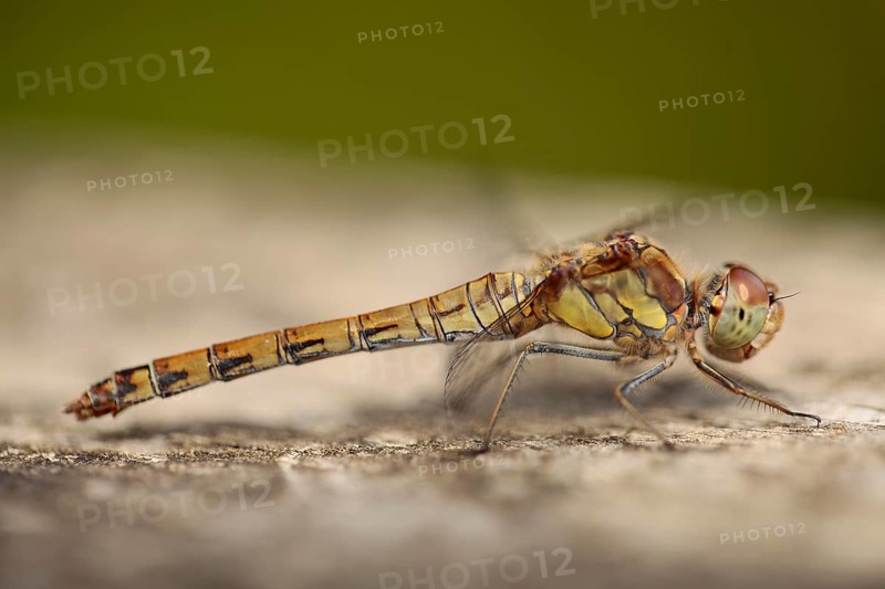 Vagrant darter (Sympetrum vulgatum)