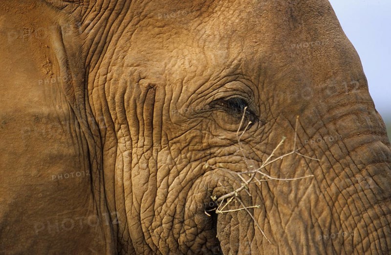 African elephant eye (Loxodonta africana)