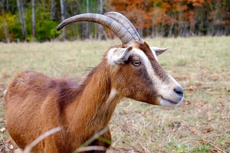 Goat with fawn-coloured fur, white facial markings and long, curved horns looks at its surroundings with upturned ears and an alert gaze. Landscape format. Goat with brown fur, white face and long curved horns observes with raised ears the surrounding. Horizontal format