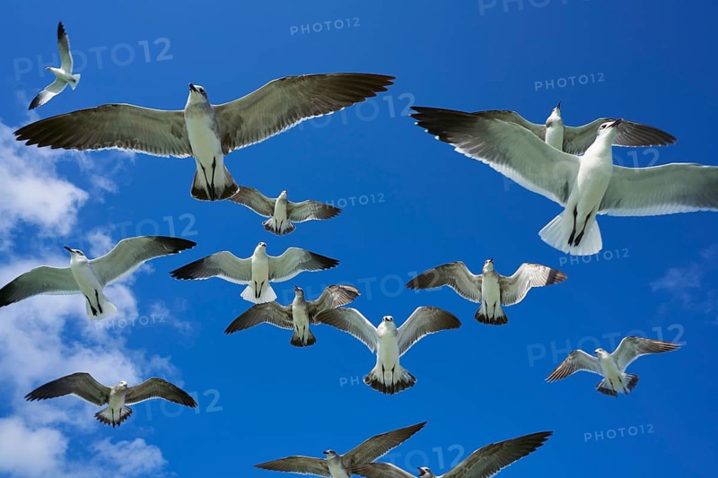 Seagulls sea gulls group flying on blue sky in Caribbean sea