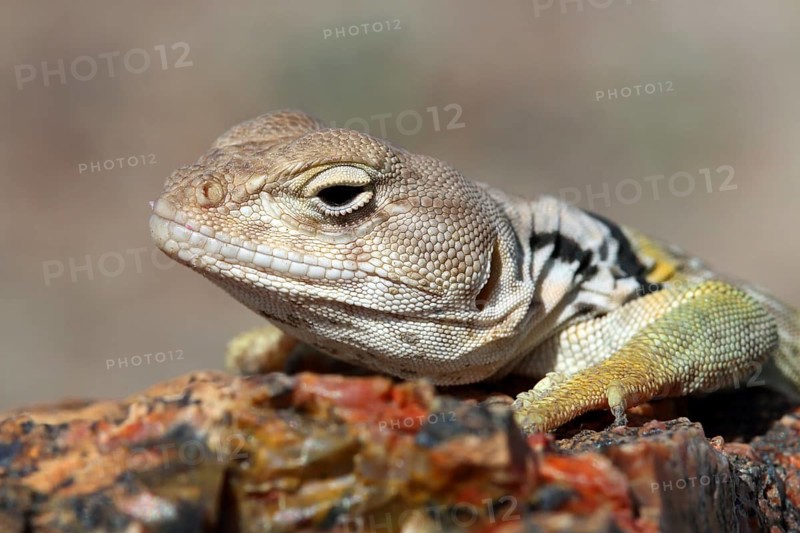 Collared Iguana, Crotaphytus collaris, Arizona, USA