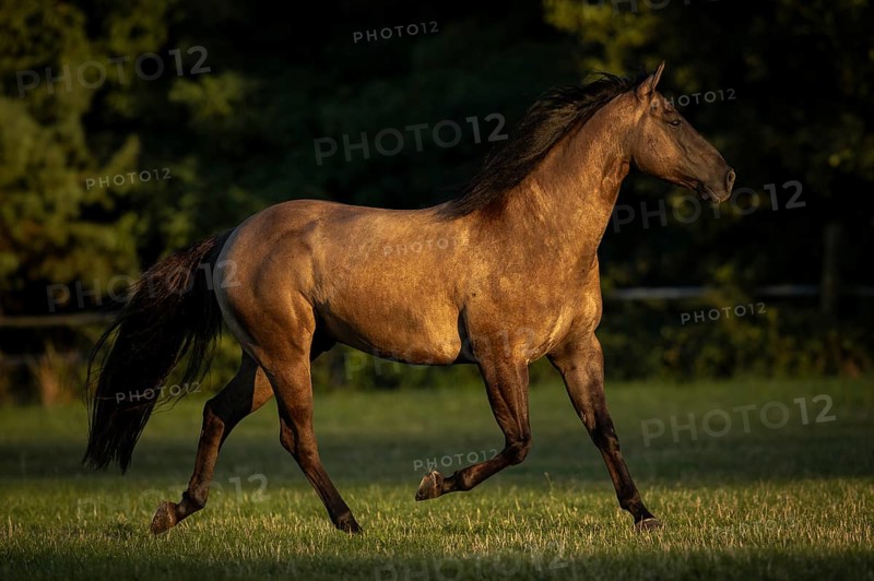 Quarter Horse mare in the evening light on the pasture, Austria