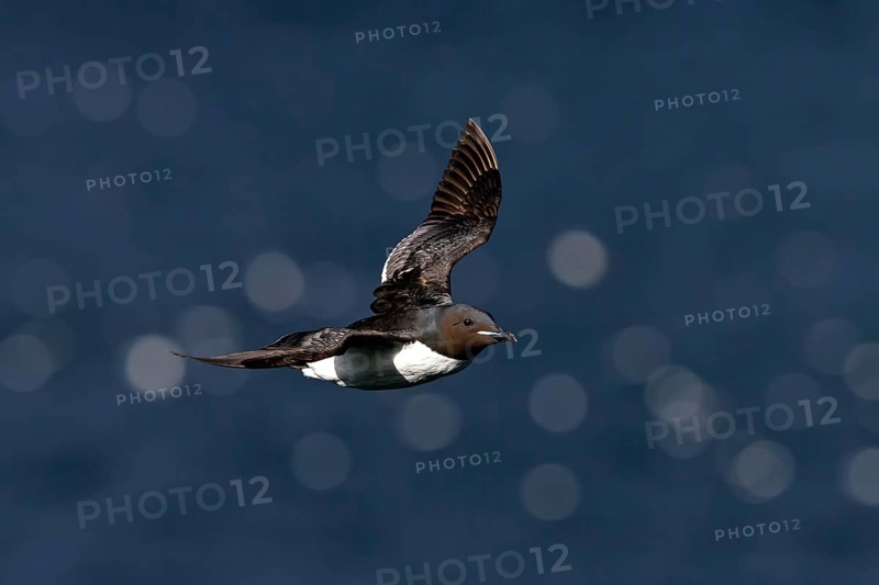 Thick-billed Guillemot, (Uria lomvia), animals, birds, guillemots, flight photo, alk family, alk, alk, Varanger Hornoya, Finnmark, Norway