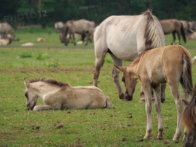 One foal is lying in a green pasture, another is standing nearby, surrounded by other horses, merfeld, North Rhine-Westphalia, Germany