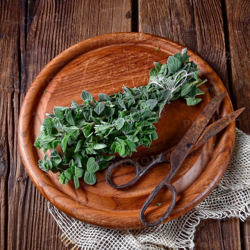 Aromatic oregano (Origanum vulgare)