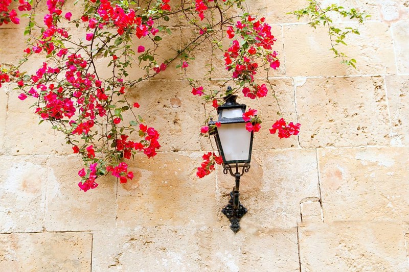Bougainvilleas in stone wall and street light in Mediterranean Majorca Balearic islands