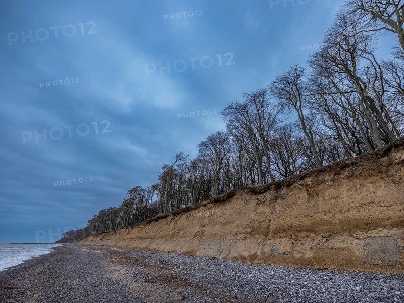Trees in the ghostly forest on the cliffs facing the Baltic Sea, Nienhagen, Mecklenburg-Vorpommern, Germany