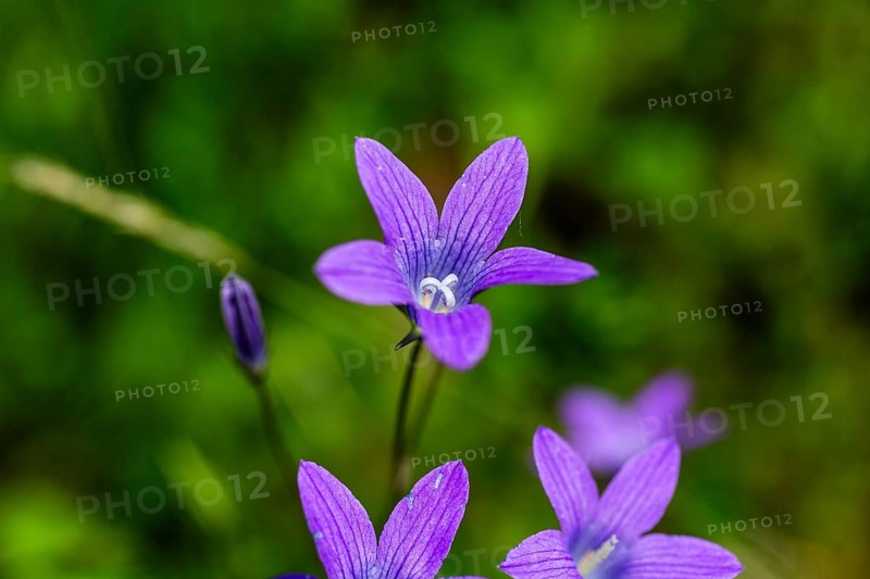 Meadow bellflower, Campanula patula, Veitsch, Styria, Austria