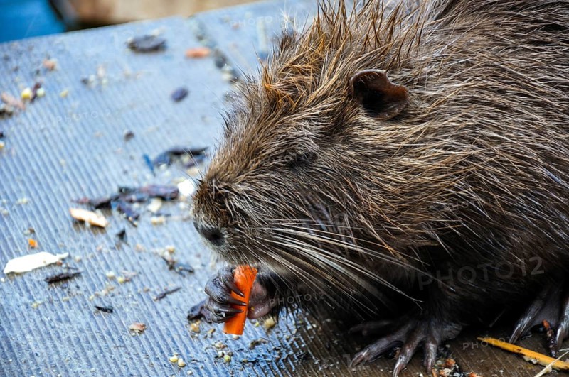 Wet Myocastor coypus nutria nibbles carrot. Close-up