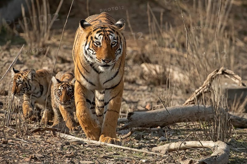 Royal Bengal tigress with two small cubs in tow approaching in the dry scrub forest habitat of Ranthambore tiger reserve, India