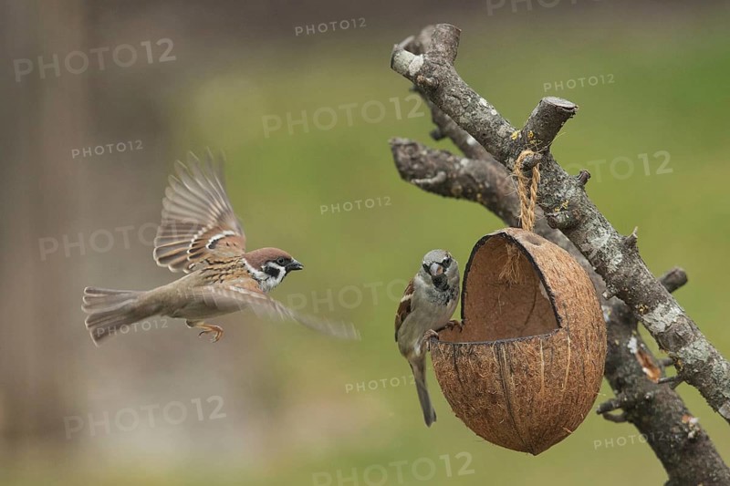 Tree sparrow (Passer montanus)
