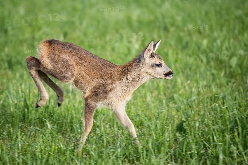 Young wild roe deer in grass, Capreolus capreolus. New born roe deer, wild spring nature