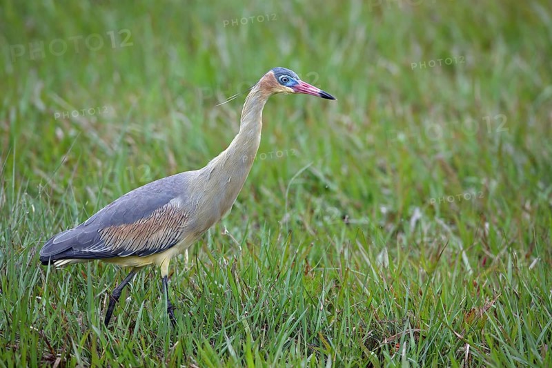 Whistling Heron, Syrigma sibilatrix, Argentina