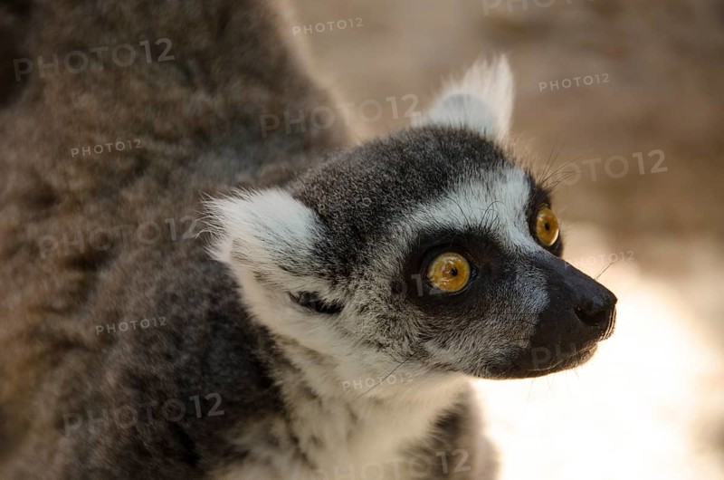 Head of a ring tailed lemur, Lemur catta looking upwards