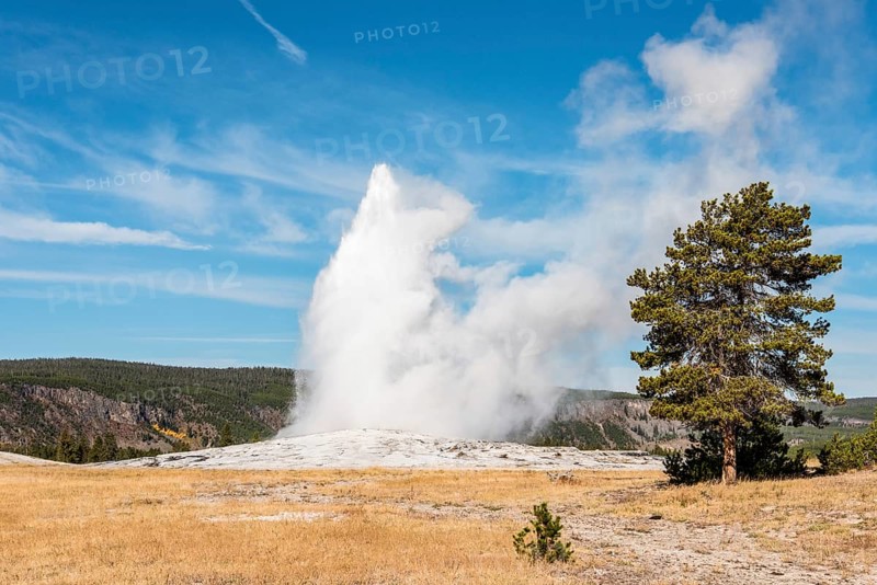 Famous Old Faithful geyser erupting, Yellowstone National Park, USA