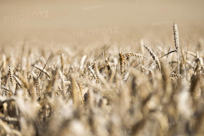 Ripe, golden ears of wheat stand close together in a sun-drenched cornfield, Coxhill, Shepherdswell, Dover, Kent, Great Britain