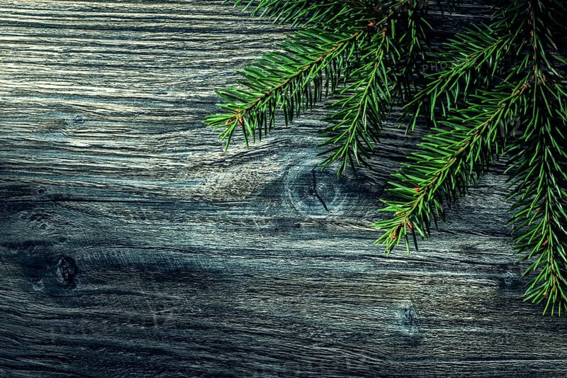 Pine tree branch on vintage wooden board