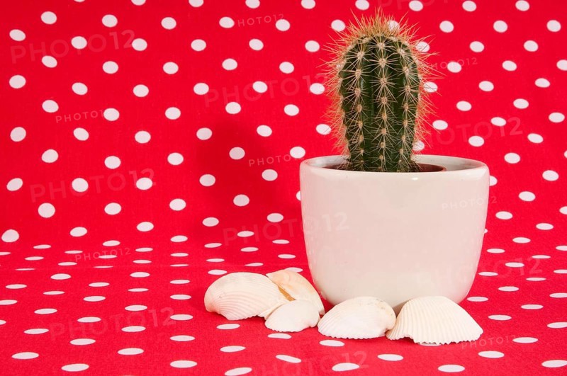 Cactus on red speckles cloth whit shells