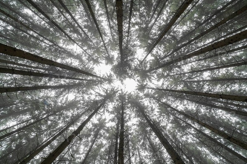 Looking up in the conifer tree forest with fog near Biberach