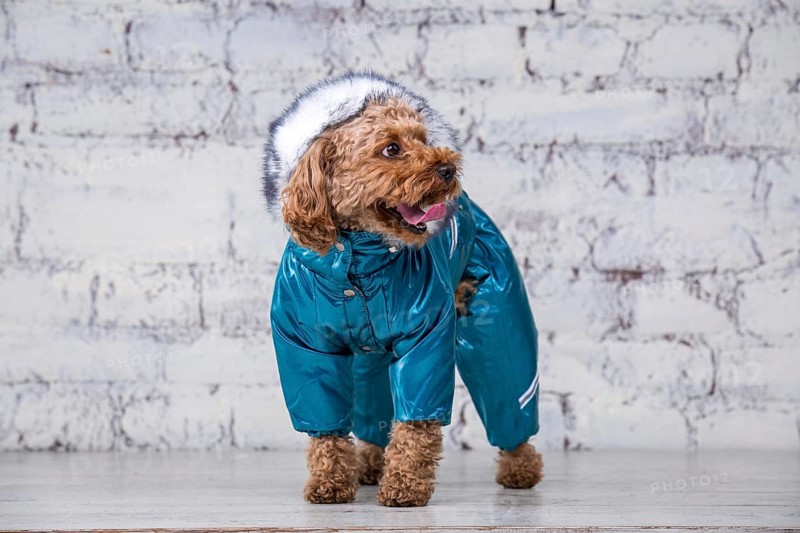 Small funny dog of brown colour with curly hair of toy poodle breed posing in clothes for dogs. Subject accessories and fashionable outfits for pets. Stylish overalls, suit for cold weather for animal