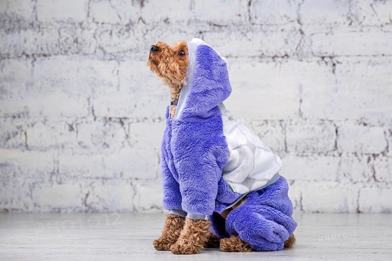 Small funny dog of brown colour with curly hair of toy poodle breed posing in clothes for dogs. Subject accessories and fashionable outfits for pets. Stylish overalls, suit for cold weather for animal