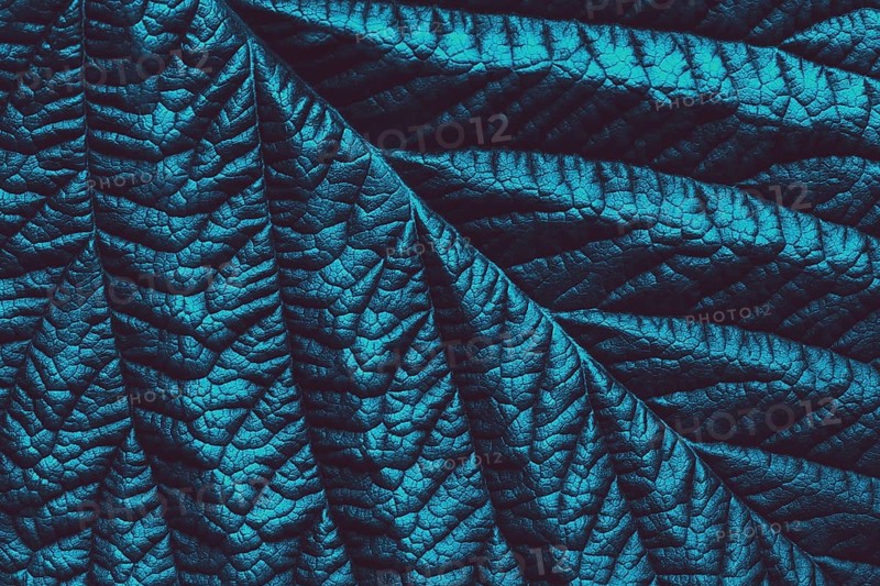 Blue green toned leaf botanical background, trendy abstract floral texture