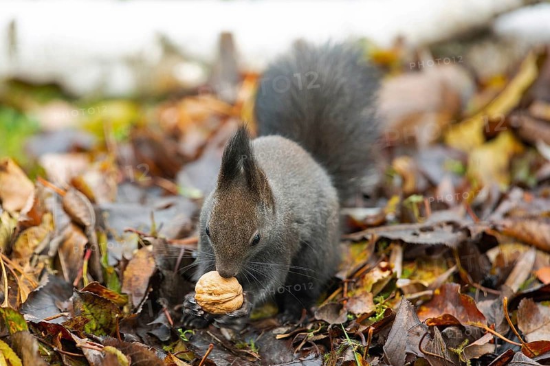Squirrel (Sciurus vulgaris)
