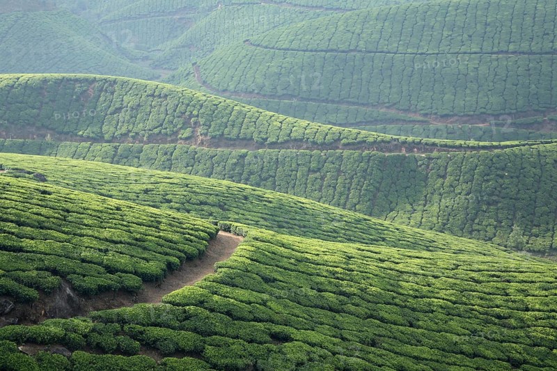 Tea plants Latin name Camellia sinensis fresh foliage and tender leaves, Tea gardens at Munnar, Kerala, India